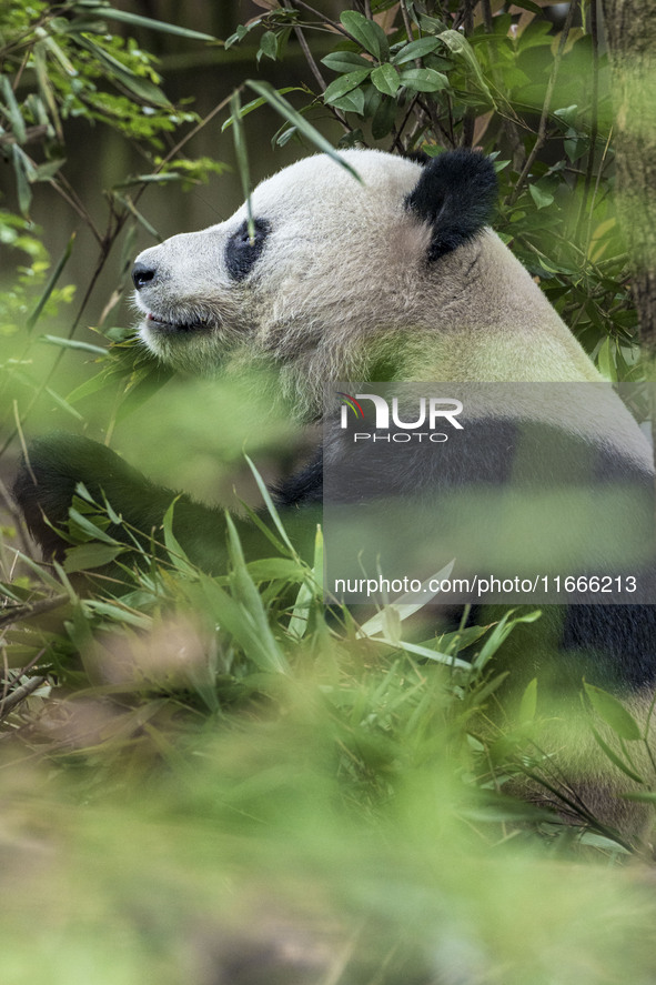 A giant panda eats fresh bamboo at the Chengdu Research Base of Giant Panda Breeding in Chengdu, China, on October 14, 2024. 