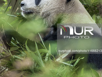 A giant panda eats fresh bamboo at the Chengdu Research Base of Giant Panda Breeding in Chengdu, China, on October 14, 2024. (