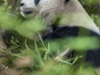 A giant panda eats fresh bamboo at the Chengdu Research Base of Giant Panda Breeding in Chengdu, China, on October 14, 2024. (