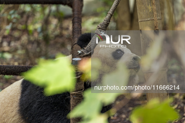 A giant panda eats fresh bamboo at the Chengdu Research Base of Giant Panda Breeding in Chengdu, China, on October 14, 2024. 