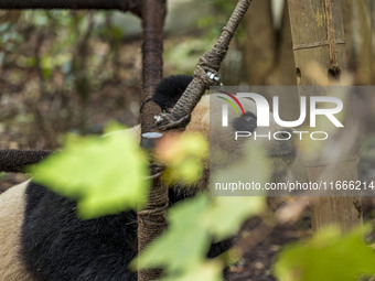 A giant panda eats fresh bamboo at the Chengdu Research Base of Giant Panda Breeding in Chengdu, China, on October 14, 2024. (