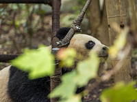 A giant panda eats fresh bamboo at the Chengdu Research Base of Giant Panda Breeding in Chengdu, China, on October 14, 2024. (