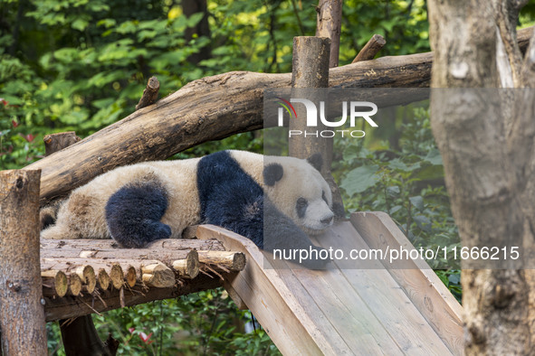 A giant panda eats fresh bamboo at the Chengdu Research Base of Giant Panda Breeding in Chengdu, China, on October 14, 2024. 