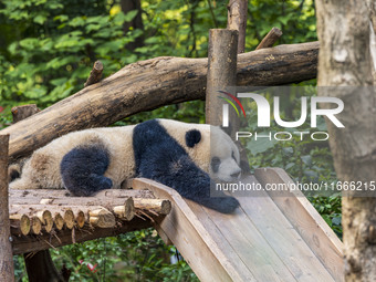 A giant panda eats fresh bamboo at the Chengdu Research Base of Giant Panda Breeding in Chengdu, China, on October 14, 2024. (