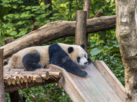 A giant panda eats fresh bamboo at the Chengdu Research Base of Giant Panda Breeding in Chengdu, China, on October 14, 2024. (