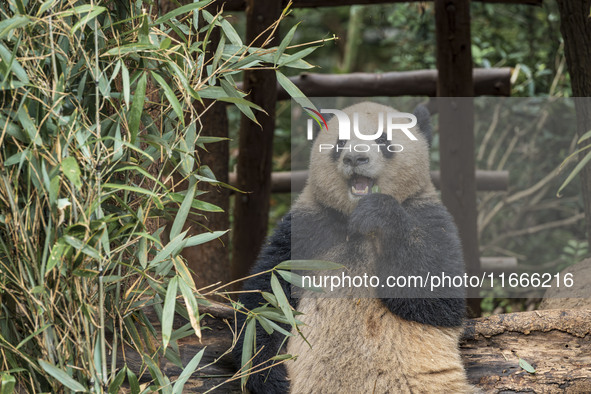 A giant panda eats fresh bamboo at the Chengdu Research Base of Giant Panda Breeding in Chengdu, China, on October 14, 2024. 