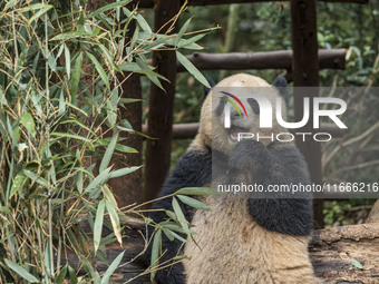 A giant panda eats fresh bamboo at the Chengdu Research Base of Giant Panda Breeding in Chengdu, China, on October 14, 2024. (