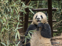 A giant panda eats fresh bamboo at the Chengdu Research Base of Giant Panda Breeding in Chengdu, China, on October 14, 2024. (