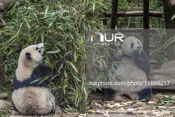 A giant panda eats fresh bamboo at the Chengdu Research Base of Giant Panda Breeding in Chengdu, China, on October 14, 2024. 