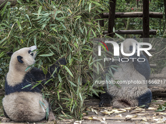 A giant panda eats fresh bamboo at the Chengdu Research Base of Giant Panda Breeding in Chengdu, China, on October 14, 2024. (