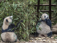 A giant panda eats fresh bamboo at the Chengdu Research Base of Giant Panda Breeding in Chengdu, China, on October 14, 2024. (