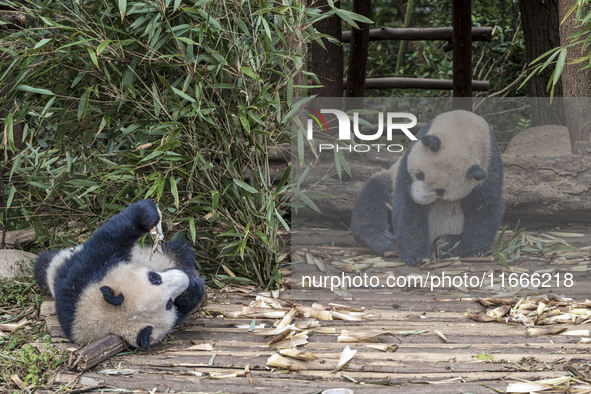 A giant panda eats fresh bamboo at the Chengdu Research Base of Giant Panda Breeding in Chengdu, China, on October 14, 2024. 