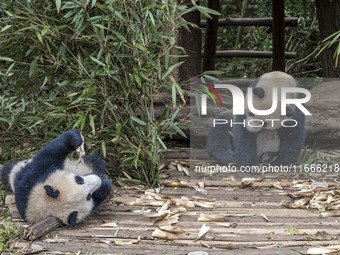 A giant panda eats fresh bamboo at the Chengdu Research Base of Giant Panda Breeding in Chengdu, China, on October 14, 2024. (