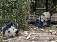 A giant panda eats fresh bamboo at the Chengdu Research Base of Giant Panda Breeding in Chengdu, China, on October 14, 2024. (