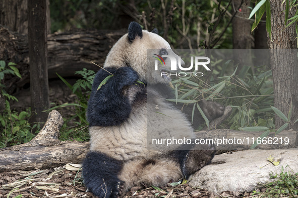 A giant panda eats fresh bamboo at the Chengdu Research Base of Giant Panda Breeding in Chengdu, China, on October 14, 2024. 