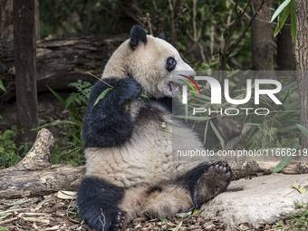 A giant panda eats fresh bamboo at the Chengdu Research Base of Giant Panda Breeding in Chengdu, China, on October 14, 2024. (