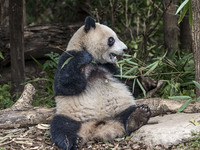 A giant panda eats fresh bamboo at the Chengdu Research Base of Giant Panda Breeding in Chengdu, China, on October 14, 2024. (