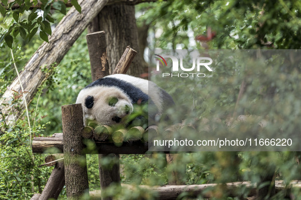 A giant panda eats fresh bamboo at the Chengdu Research Base of Giant Panda Breeding in Chengdu, China, on October 14, 2024. 