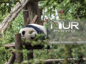 A giant panda eats fresh bamboo at the Chengdu Research Base of Giant Panda Breeding in Chengdu, China, on October 14, 2024. (