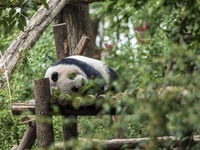 A giant panda eats fresh bamboo at the Chengdu Research Base of Giant Panda Breeding in Chengdu, China, on October 14, 2024. (