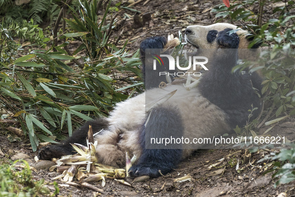 A giant panda eats fresh bamboo at the Chengdu Research Base of Giant Panda Breeding in Chengdu, China, on October 14, 2024. 