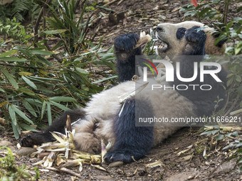 A giant panda eats fresh bamboo at the Chengdu Research Base of Giant Panda Breeding in Chengdu, China, on October 14, 2024. (