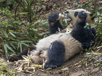 A giant panda eats fresh bamboo at the Chengdu Research Base of Giant Panda Breeding in Chengdu, China, on October 14, 2024. (