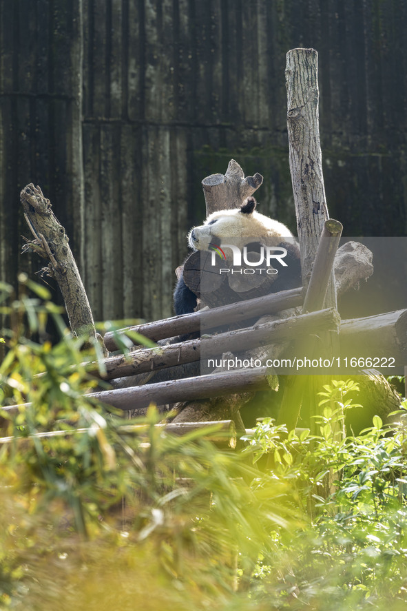 A giant panda eats fresh bamboo at the Chengdu Research Base of Giant Panda Breeding in Chengdu, China, on October 14, 2024. 