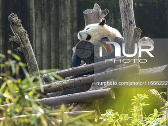 A giant panda eats fresh bamboo at the Chengdu Research Base of Giant Panda Breeding in Chengdu, China, on October 14, 2024. (