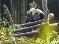 A giant panda eats fresh bamboo at the Chengdu Research Base of Giant Panda Breeding in Chengdu, China, on October 14, 2024. (