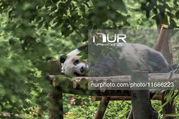 A giant panda eats fresh bamboo at the Chengdu Research Base of Giant Panda Breeding in Chengdu, China, on October 14, 2024. 