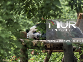 A giant panda eats fresh bamboo at the Chengdu Research Base of Giant Panda Breeding in Chengdu, China, on October 14, 2024. (