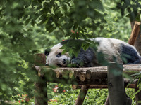 A giant panda eats fresh bamboo at the Chengdu Research Base of Giant Panda Breeding in Chengdu, China, on October 14, 2024. (