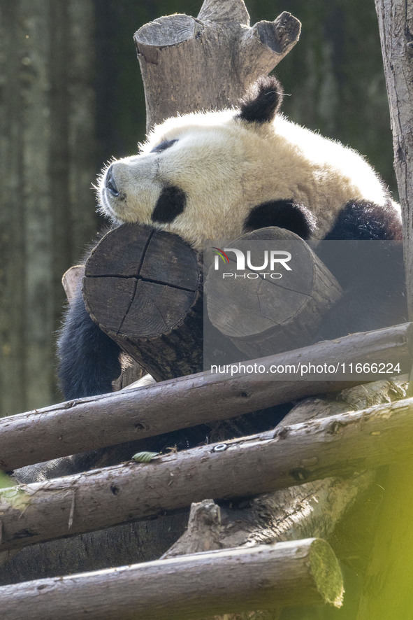 A giant panda eats fresh bamboo at the Chengdu Research Base of Giant Panda Breeding in Chengdu, China, on October 14, 2024. 