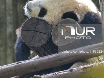 A giant panda eats fresh bamboo at the Chengdu Research Base of Giant Panda Breeding in Chengdu, China, on October 14, 2024. (