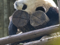 A giant panda eats fresh bamboo at the Chengdu Research Base of Giant Panda Breeding in Chengdu, China, on October 14, 2024. (