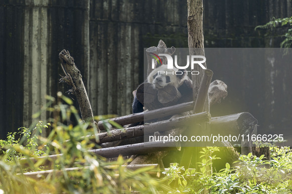 A giant panda eats fresh bamboo at the Chengdu Research Base of Giant Panda Breeding in Chengdu, China, on October 14, 2024. 