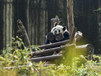 A giant panda eats fresh bamboo at the Chengdu Research Base of Giant Panda Breeding in Chengdu, China, on October 14, 2024. (