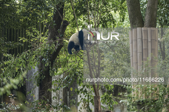 A giant panda eats fresh bamboo at the Chengdu Research Base of Giant Panda Breeding in Chengdu, China, on October 14, 2024. 