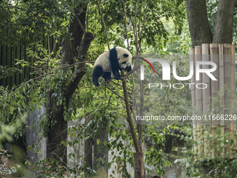 A giant panda eats fresh bamboo at the Chengdu Research Base of Giant Panda Breeding in Chengdu, China, on October 14, 2024. (