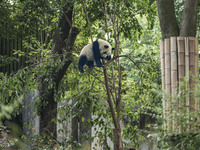 A giant panda eats fresh bamboo at the Chengdu Research Base of Giant Panda Breeding in Chengdu, China, on October 14, 2024. (