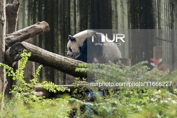 A giant panda eats fresh bamboo at the Chengdu Research Base of Giant Panda Breeding in Chengdu, China, on October 14, 2024. 