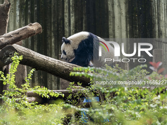 A giant panda eats fresh bamboo at the Chengdu Research Base of Giant Panda Breeding in Chengdu, China, on October 14, 2024. (