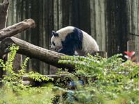 A giant panda eats fresh bamboo at the Chengdu Research Base of Giant Panda Breeding in Chengdu, China, on October 14, 2024. (