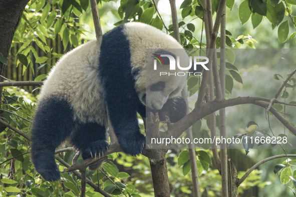 A giant panda eats fresh bamboo at the Chengdu Research Base of Giant Panda Breeding in Chengdu, China, on October 14, 2024. 