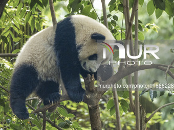 A giant panda eats fresh bamboo at the Chengdu Research Base of Giant Panda Breeding in Chengdu, China, on October 14, 2024. (