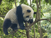 A giant panda eats fresh bamboo at the Chengdu Research Base of Giant Panda Breeding in Chengdu, China, on October 14, 2024. (