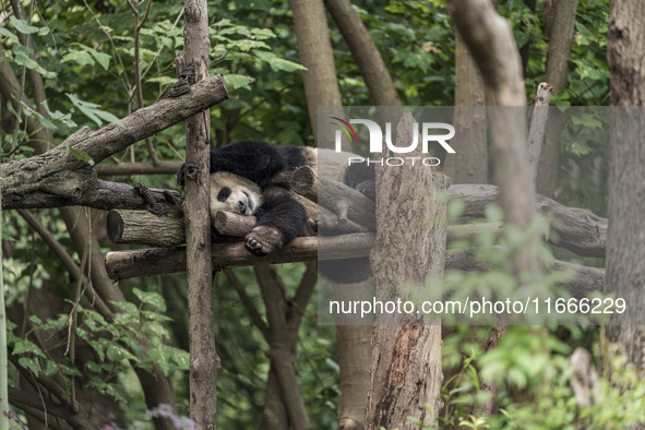 A giant panda eats fresh bamboo at the Chengdu Research Base of Giant Panda Breeding in Chengdu, China, on October 14, 2024. 