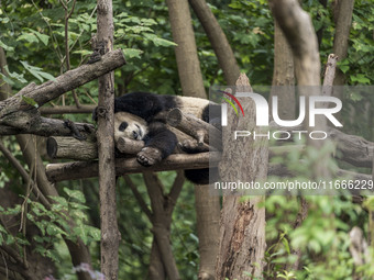 A giant panda eats fresh bamboo at the Chengdu Research Base of Giant Panda Breeding in Chengdu, China, on October 14, 2024. (