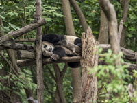 A giant panda eats fresh bamboo at the Chengdu Research Base of Giant Panda Breeding in Chengdu, China, on October 14, 2024. (